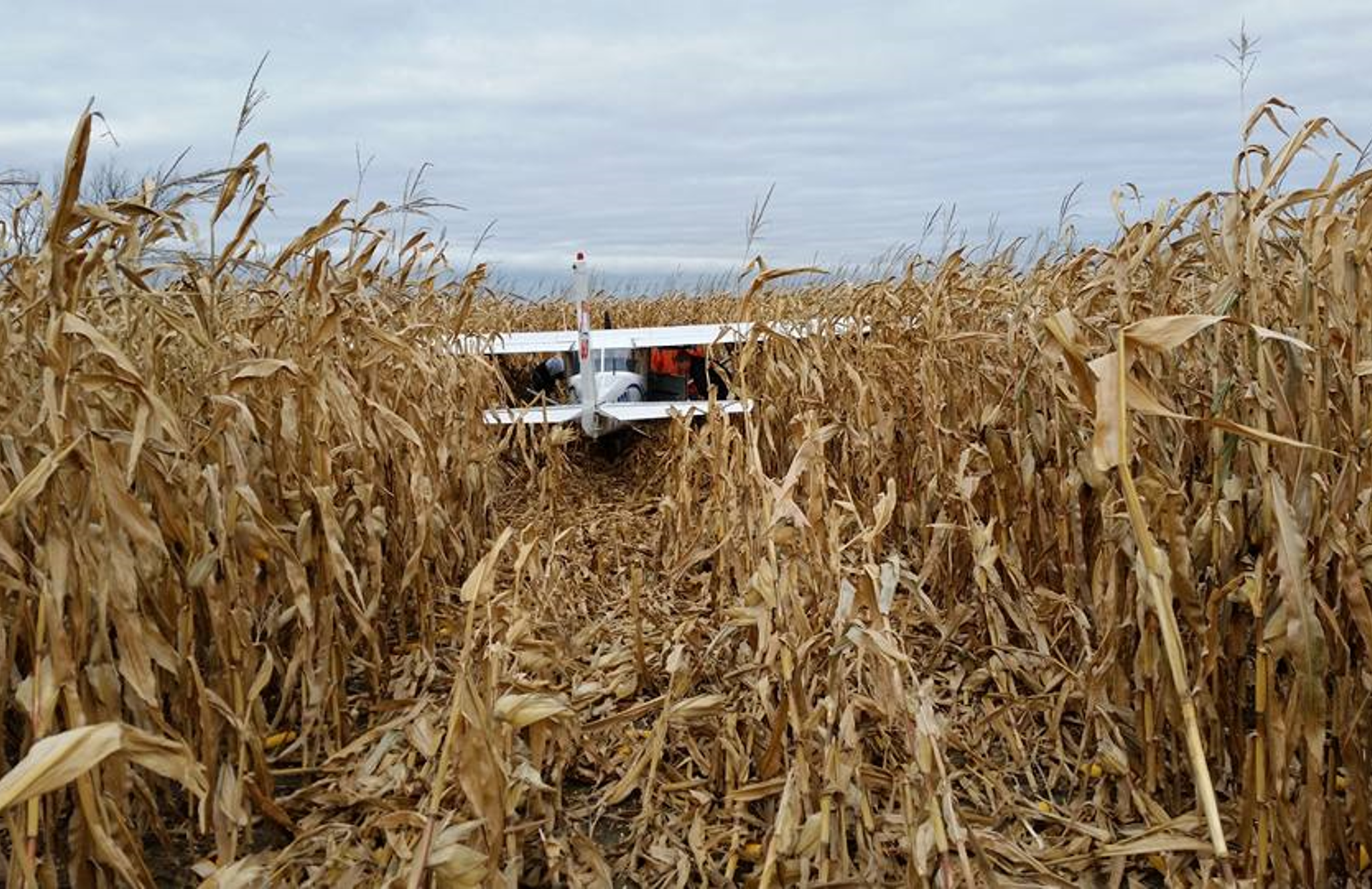 07haselincorn03.png